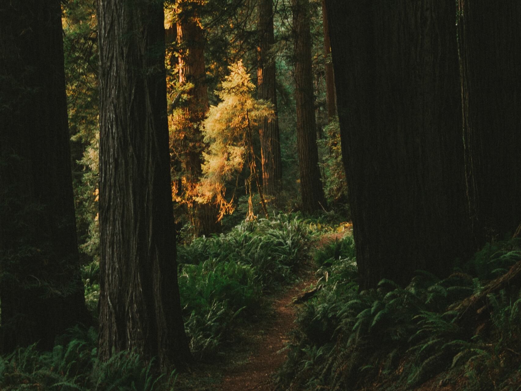 Healing Trauma Through Addiction (1 Of 3)