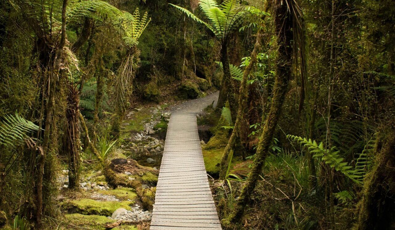 Deep Sleep: Celestial Tree Of Life: Soul Journey