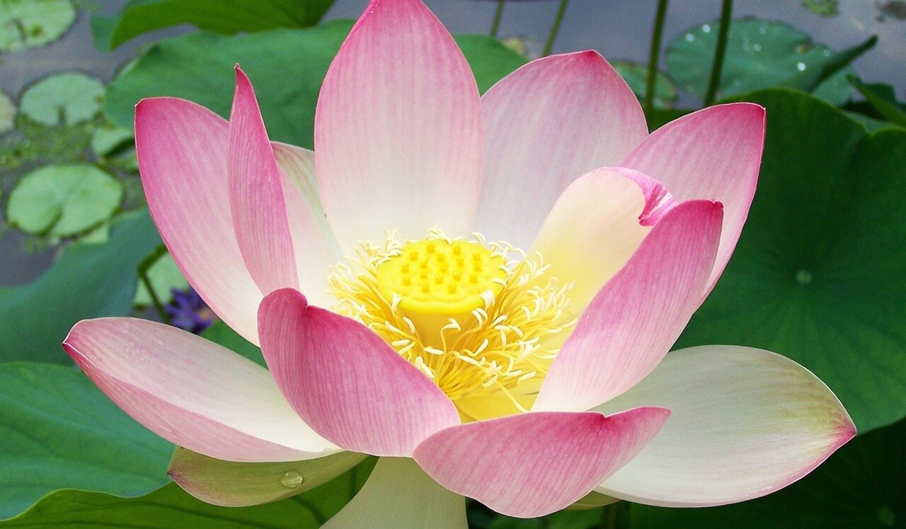 Difficult Emotions: Meeting Anxiety With Kind Awareness