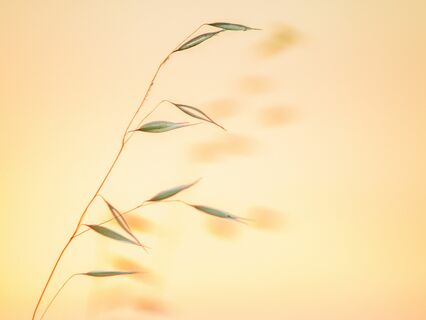 Calm Yourself in Seconds - by Alice Langholt