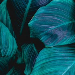 library item cover