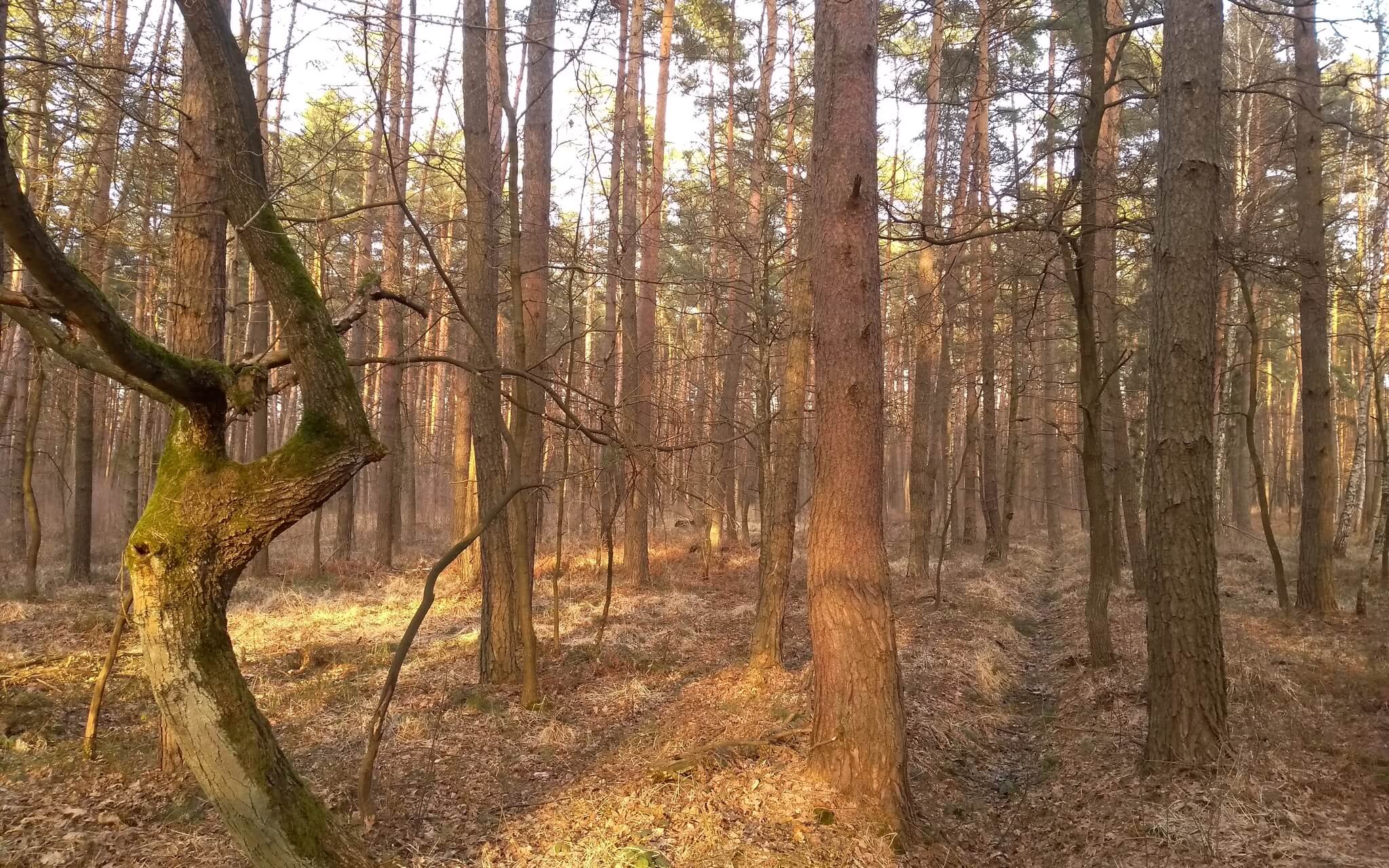 Natura Sonorum –&nbsp;Spring Is Here!