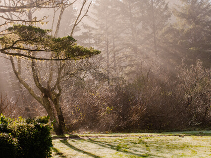Yoga Nidra For Healing Trauma: Sacred Ceremony 