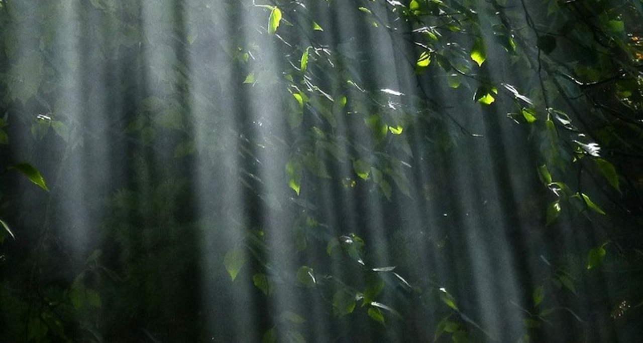 Yoga Nidra - Forest Journey