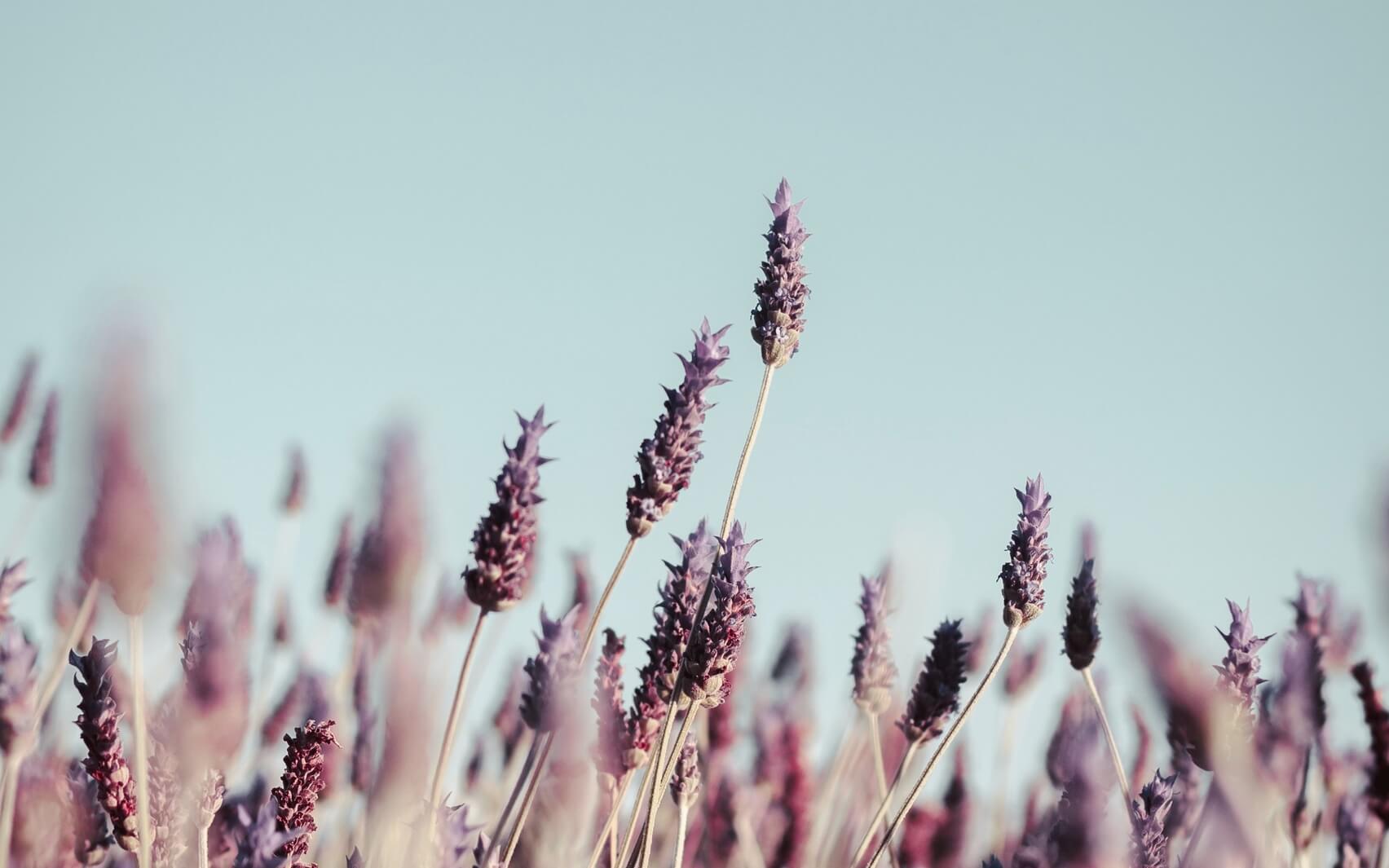 Self Love Affirmation Boost