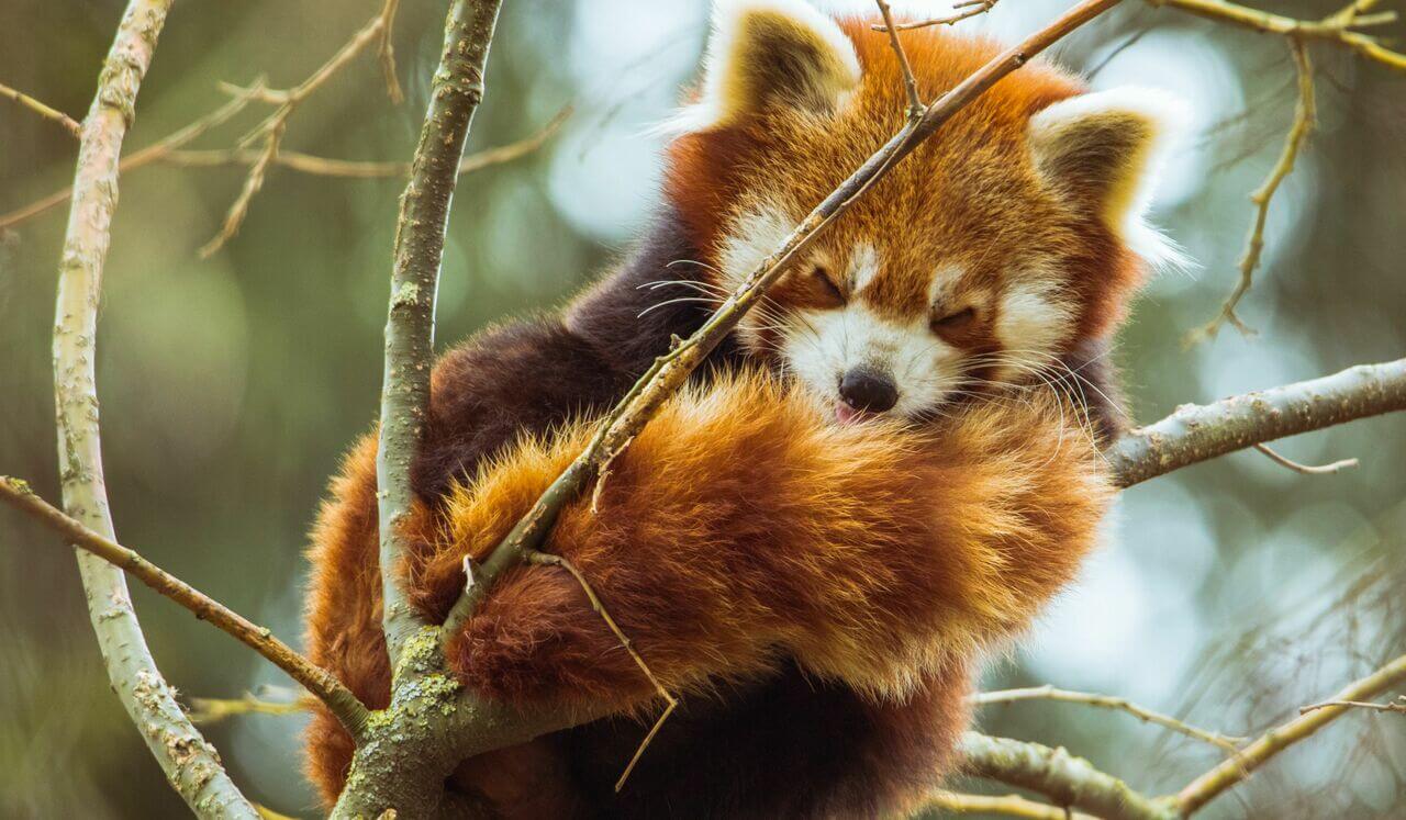 Yoga Nidra: Grounded & Balanced Sleep | Annamaya Kosha