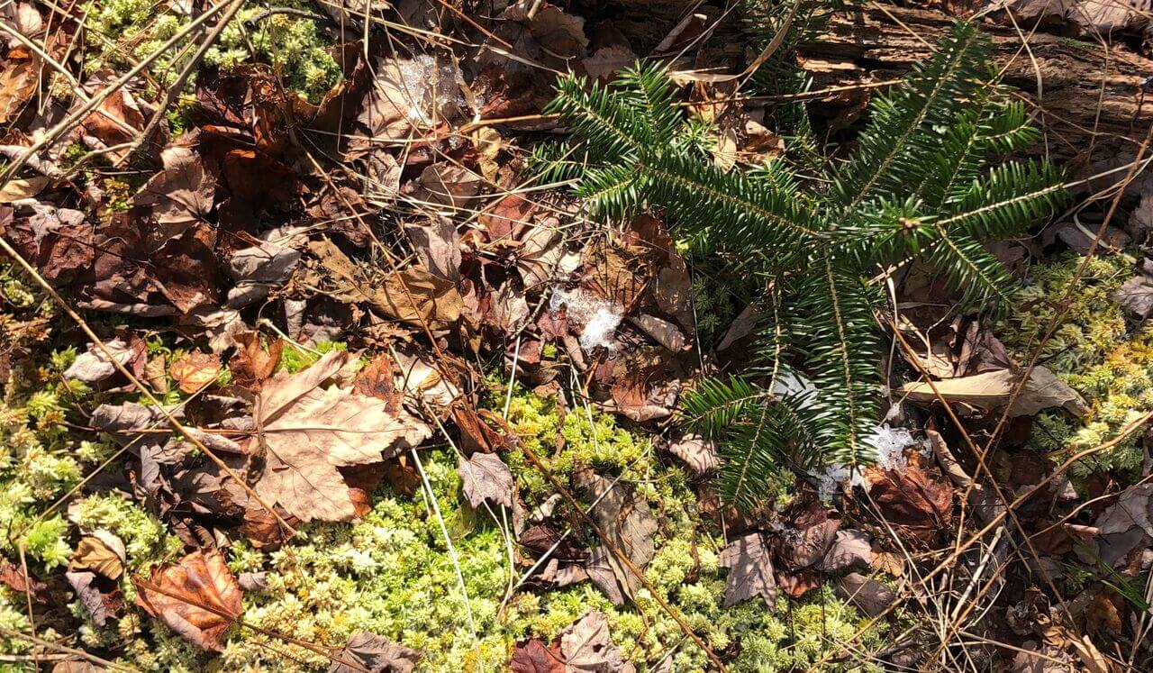 Walking The Forest Floor