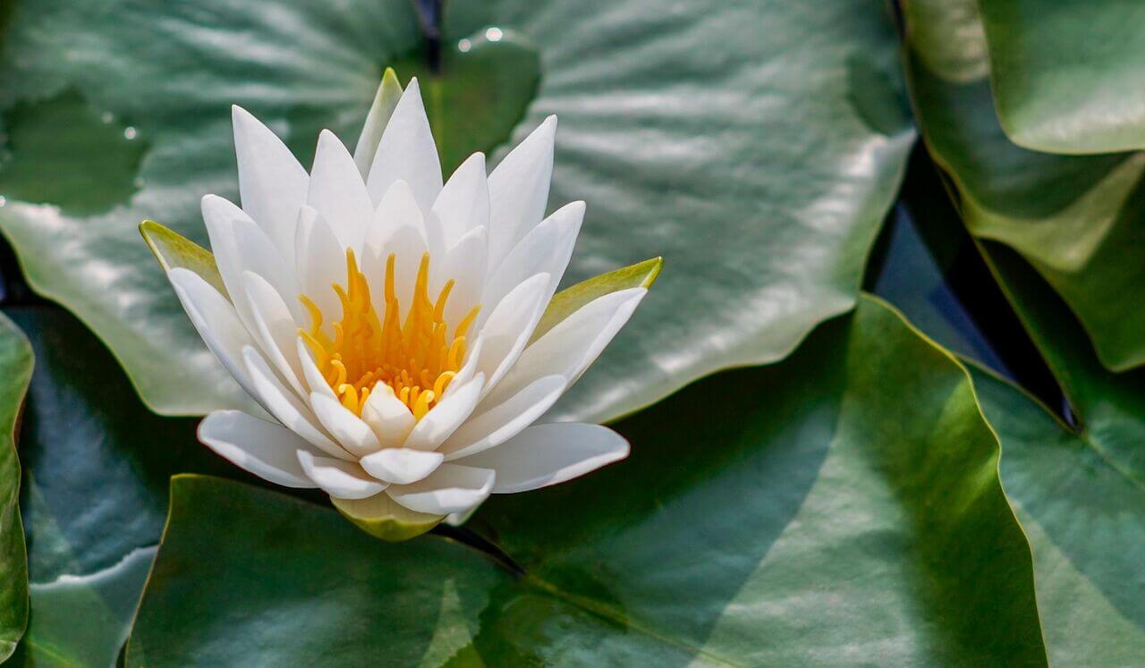 A Bedtime Reading Of The Heart Sutra: Mahāyāna Buddhism