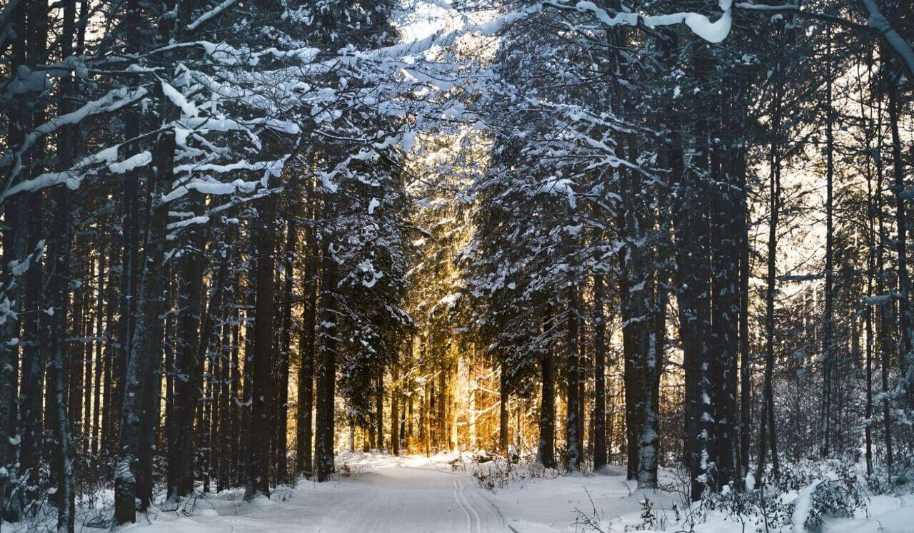 Meditación para Liberarte y Renacer