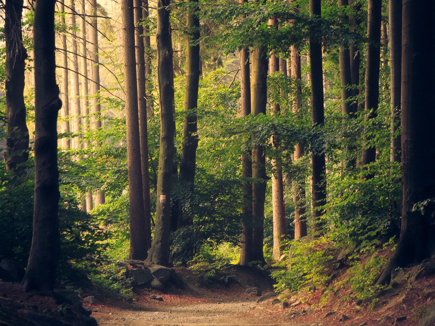 Heart Centered Sound Healing