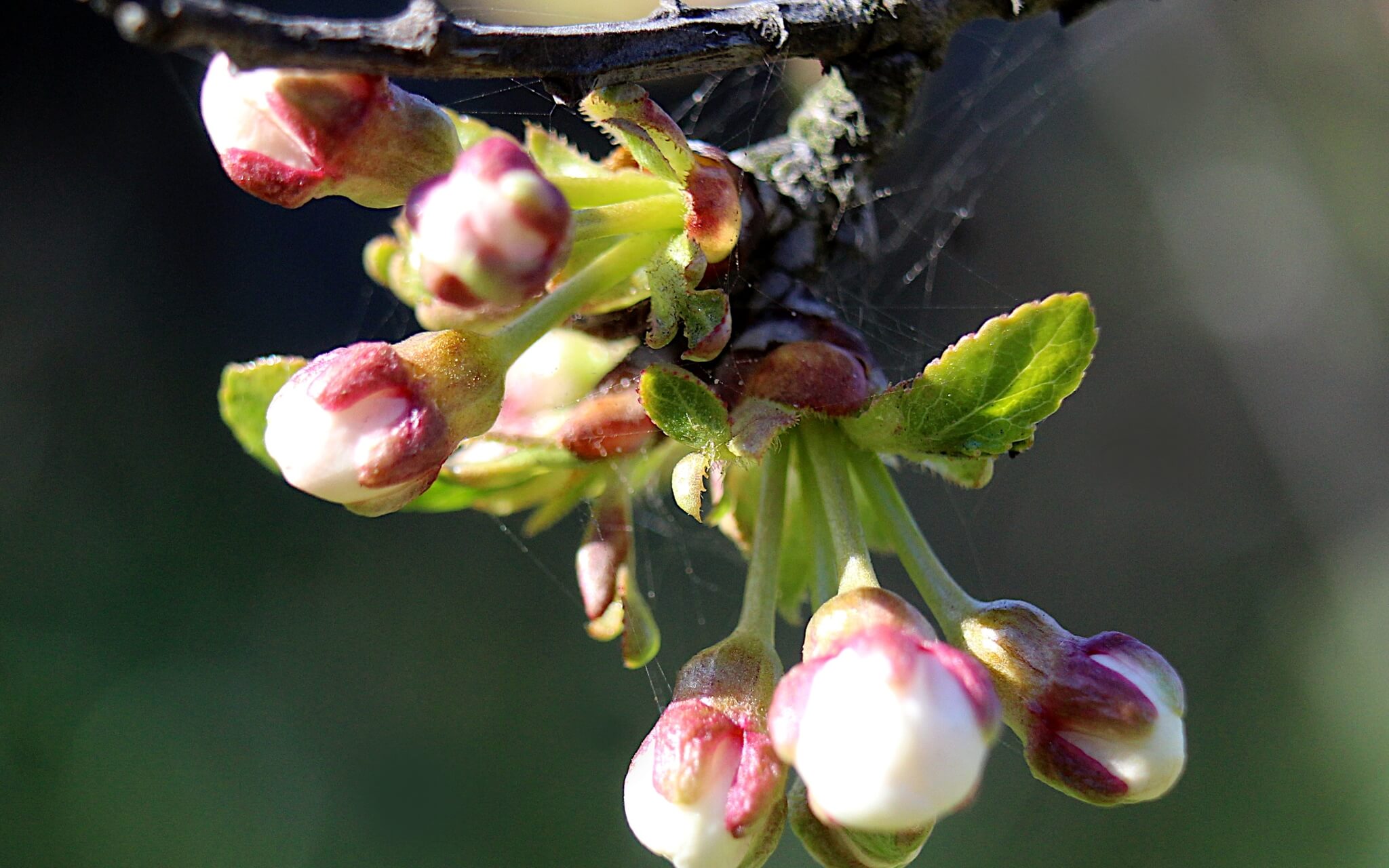 Visualizzazione Luna Piena Di Aprile (Luna Delle Gemme)