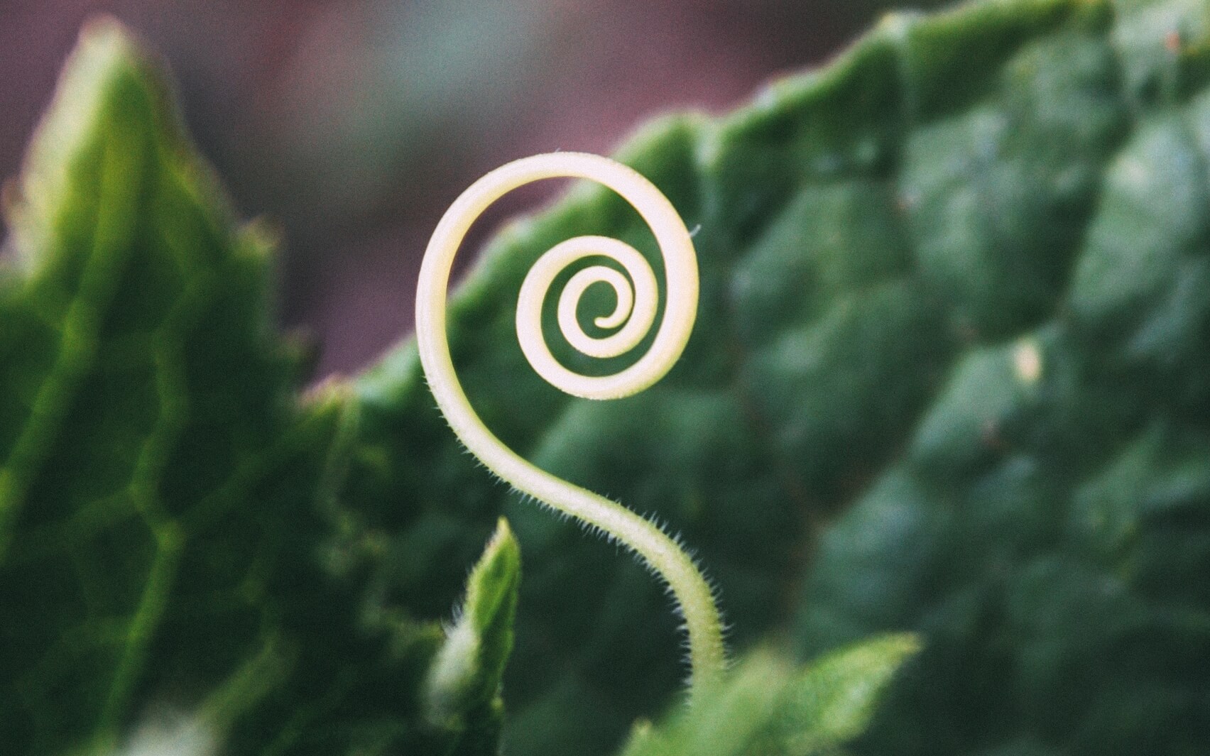 EMDR: Spiral Technique