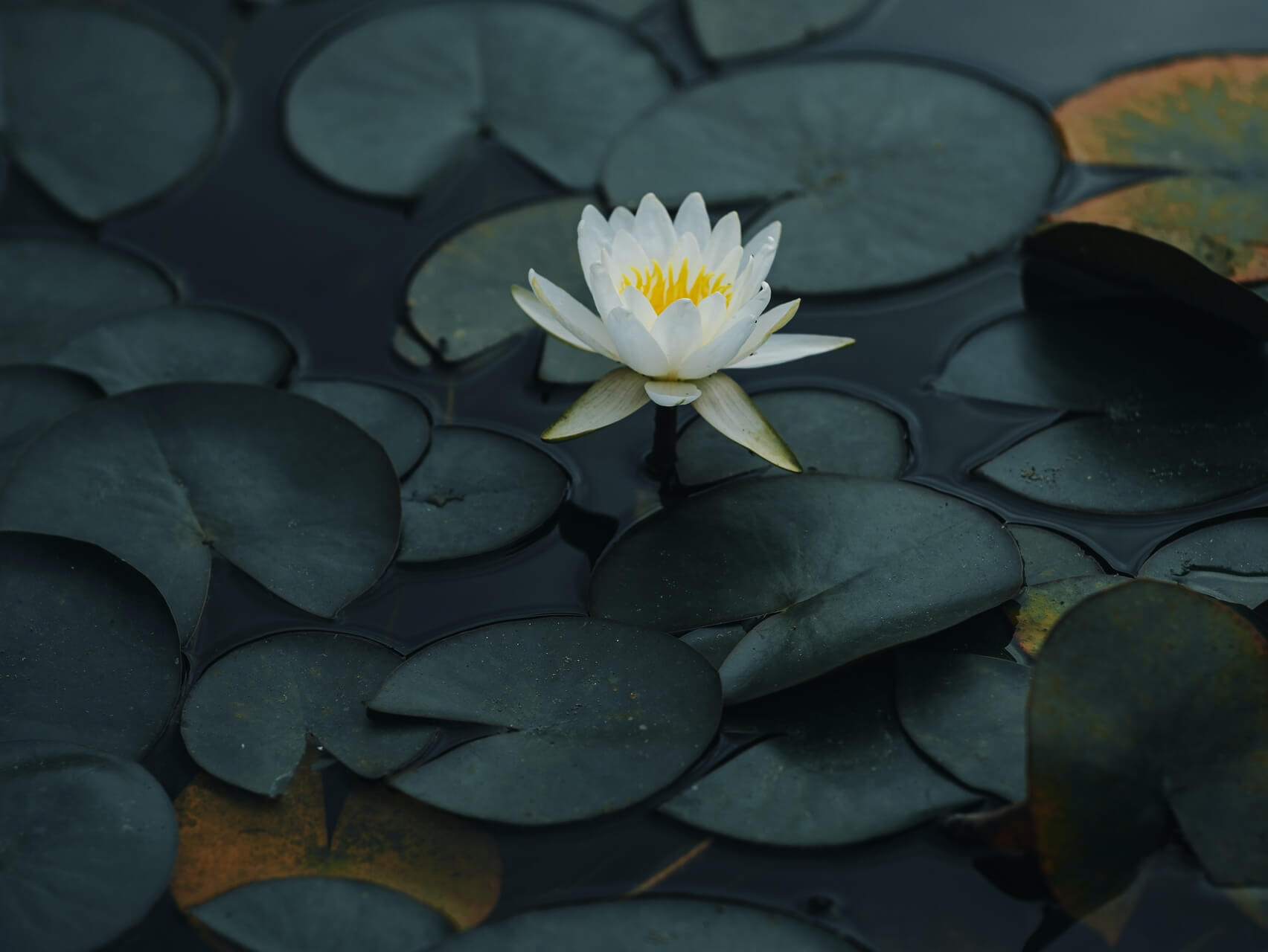 Cancer Meditation: Dealing With Difficult Emotions