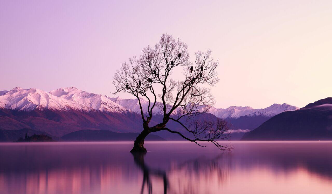 Lâcher prise | "L'arbre à soucis"