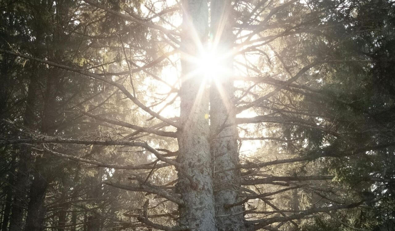 Release Trauma Signals - Rejection