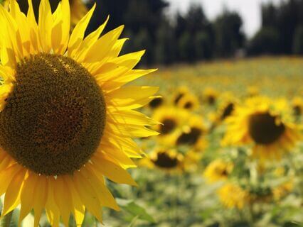 Abundance & Prosperity Attraction Meditation