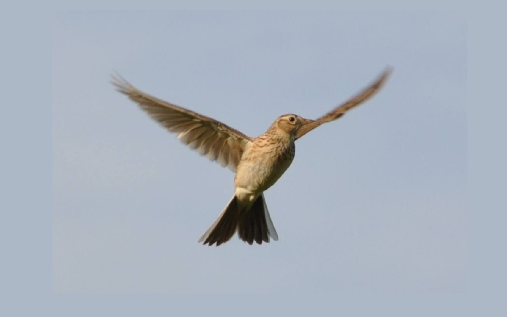 Natura Sonorum –&nbsp;Song Of The Lark