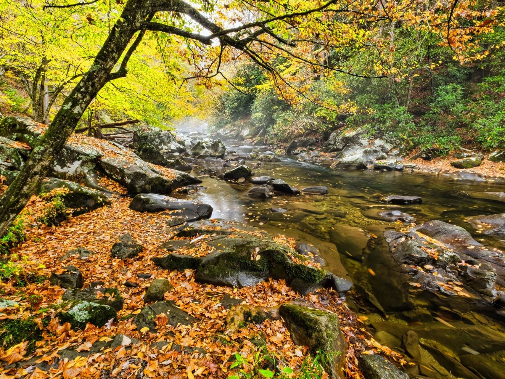 Leaves On A Stream