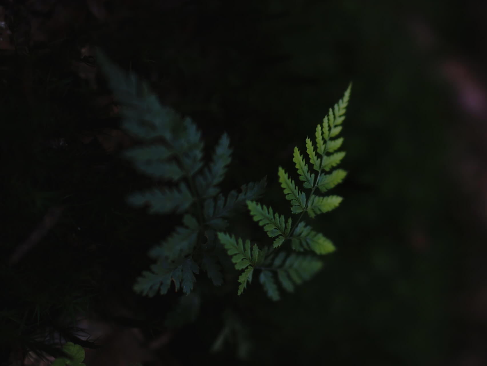 Relaxing Breath Practice + Music