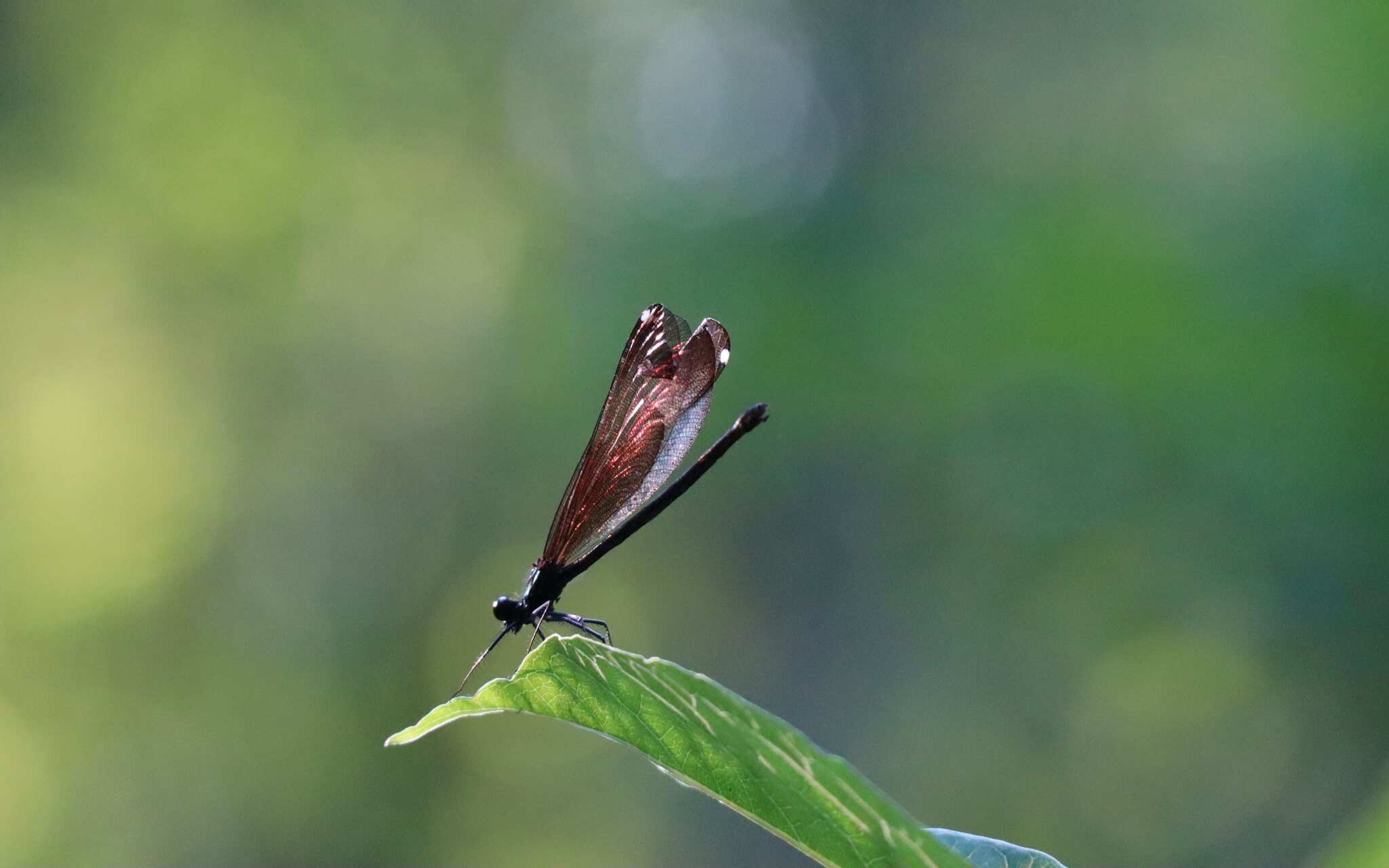 A Long, Healthy, Pain-Free Spine: A Feldenkrais Lesson