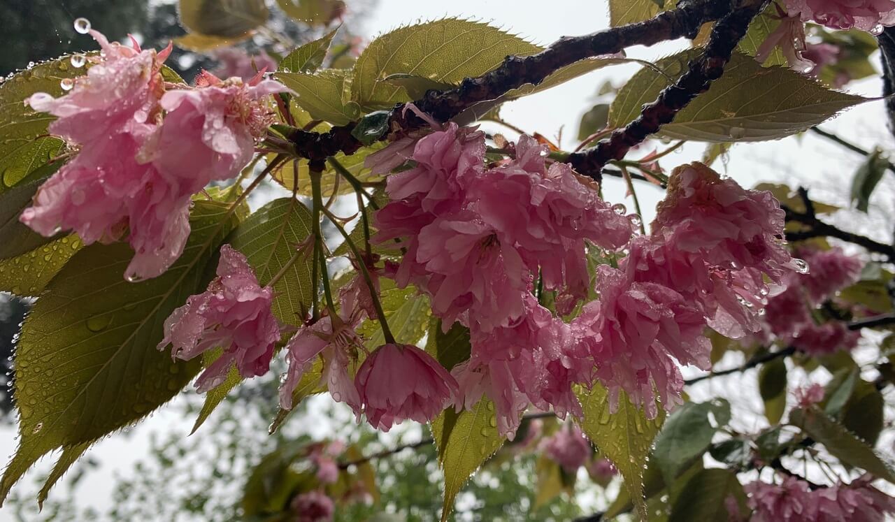 Compassionate Body Scan - Long