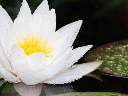 It Is What It Is: The Practice Of Peace And Power - by Whitnie Wiley