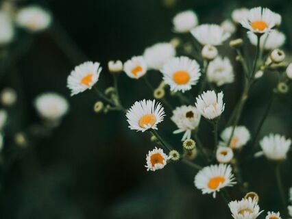 9 Steps to a Compassionate Menopause - by Henny Flynn