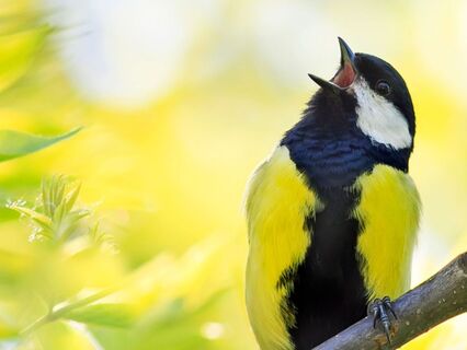 Living Lungs - by Helen Hansen
