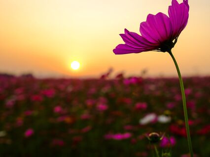 Living Your True Self: A Sacred Intent From Source