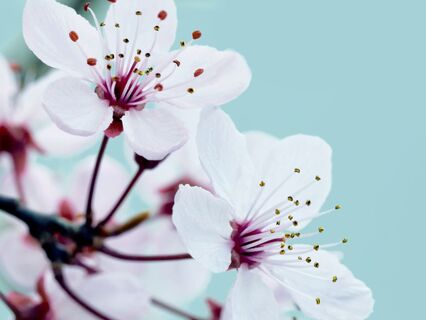 Embrace Renewal: A Spring Equinox Meditation